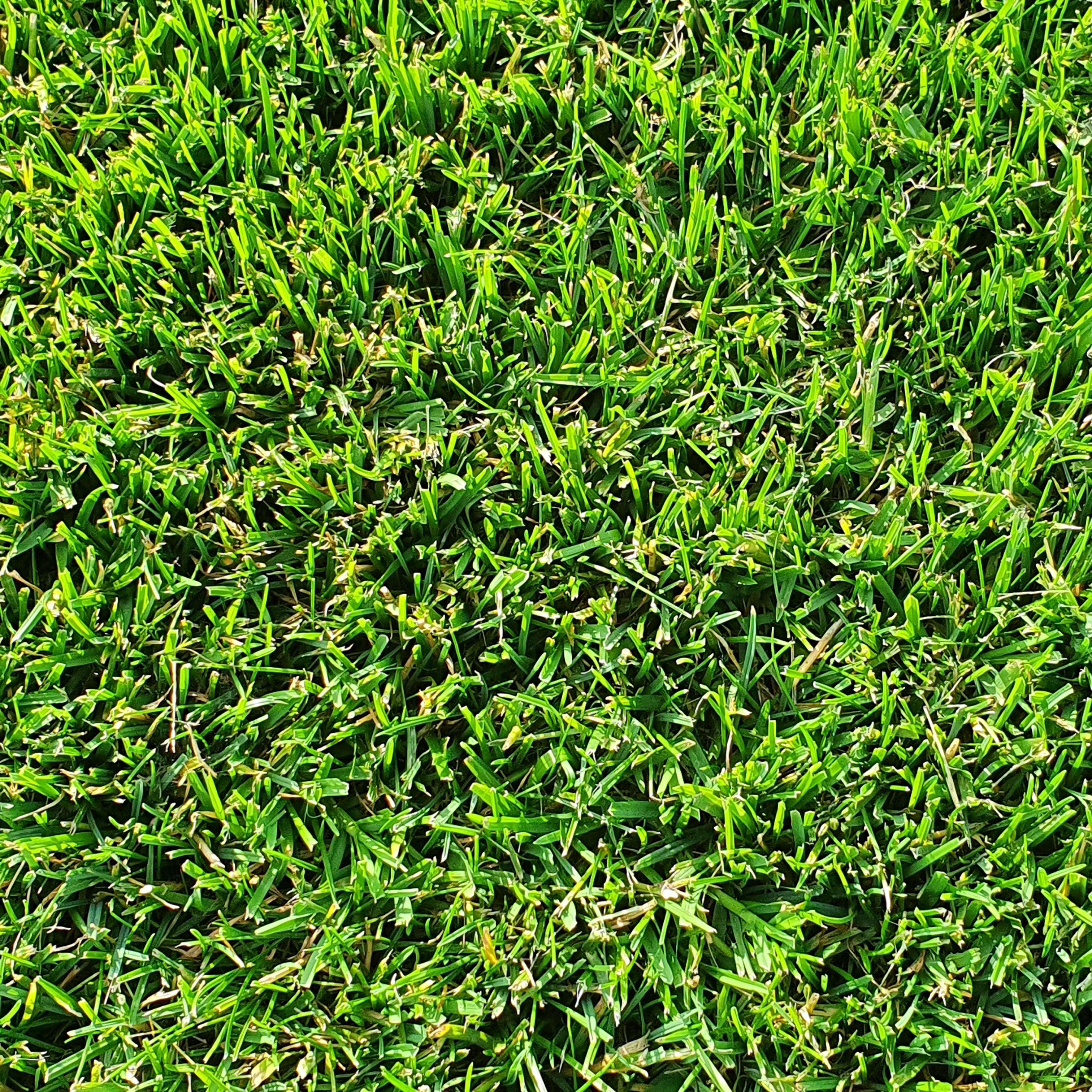 RollRasen Premium Supina