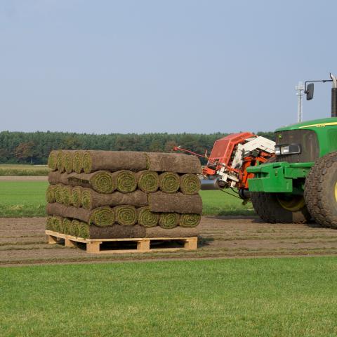 Wie wir Rollrasen anbauen