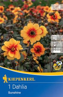 Mignon-Dahlie Sunshine (1 St) - nützlingsfreundlich UND VIELE ANDERE BLUMENZWIEBELN