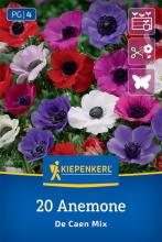 Kronen-Anemonen "De Caen Mischung"