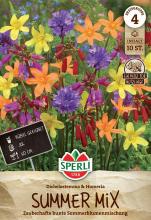 Summer Mix "Dichelostemma & Homeria"