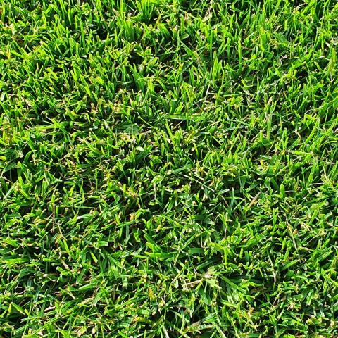 RollRasen Premium Supina