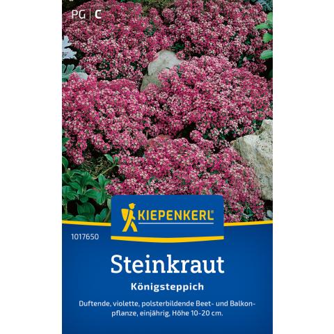 Steinkraut "Königsteppich" violett
