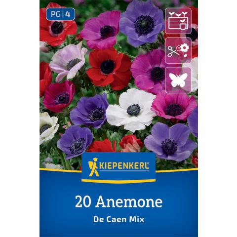 Kronen-Anemonen "De Caen Mischung"
