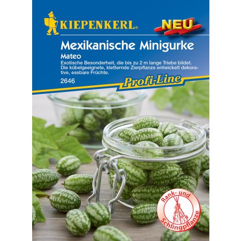 Mexikanische Minigurke Mateo