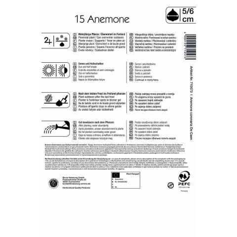 Kronenanemone De Caen (15 St)