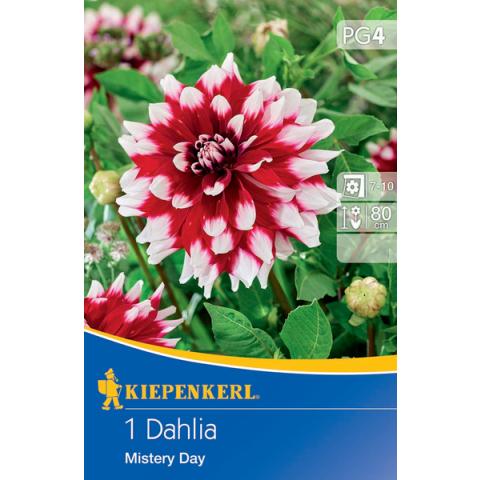 Dahlie Mistery Day (1 St.)