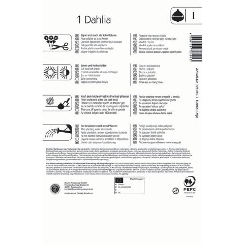 Halskrausen-Dahlie Eefje (1 St) - nützlingsfreundlich