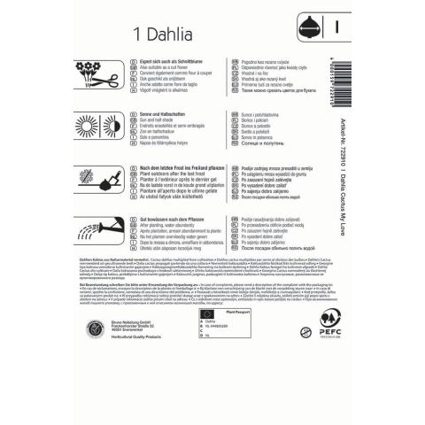 Schneeweiße Kaktus-Dahlie My Love - (1 Knolle je Packung für 1 Pflanzen)