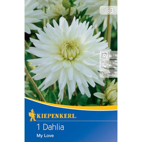 Schneeweiße Kaktus-Dahlie My Love - (1 Knolle je Packung für 1 Pflanzen)