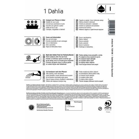 Dahlie "GoGo Speckled"