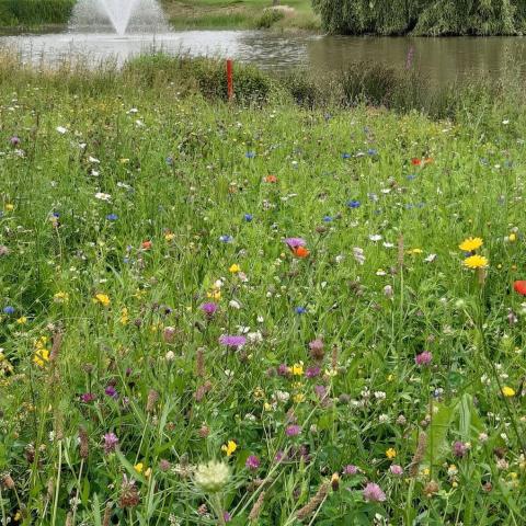 Bienenfutterpflanzen-Mischung