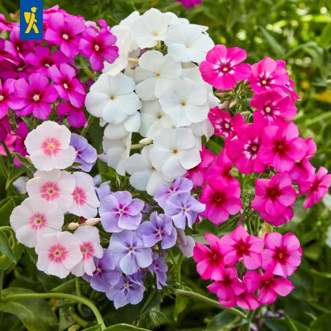 Flammenblume "Sommer-Phlox-Mischung"