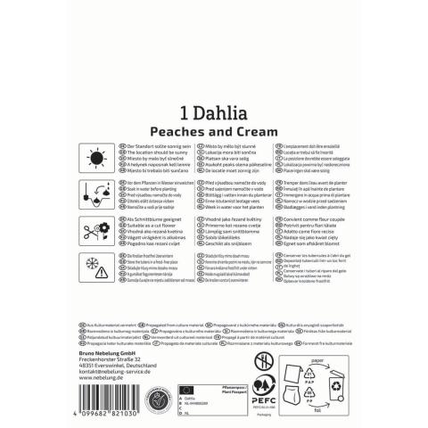 Dahlie Peaches & Cream 