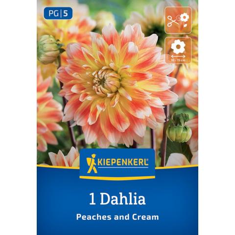 Dahlie Peaches & Cream 