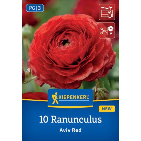 Ranunkeln Rot (10 Knollen)