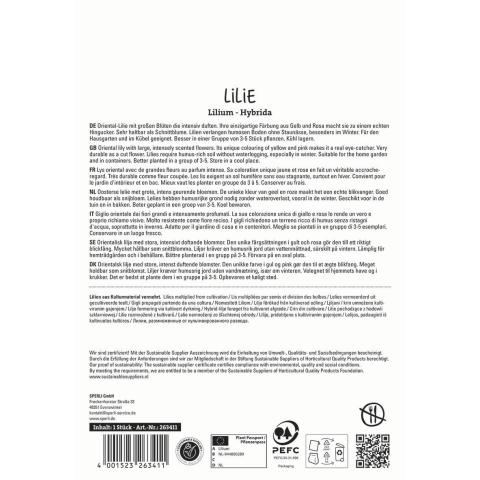 1 Lilie "Hokus Pokus"