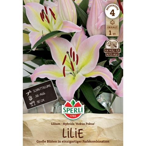 1 Lilie "Hokus Pokus"