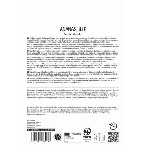 Zweifarbige Ananaslilie (1 Stk.)