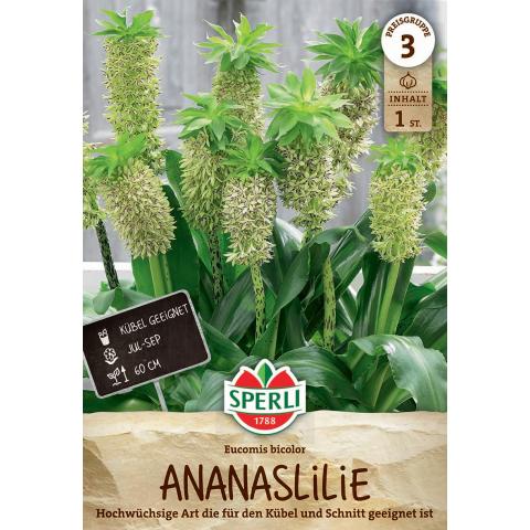 Zweifarbige Ananaslilie (1 Stk.)