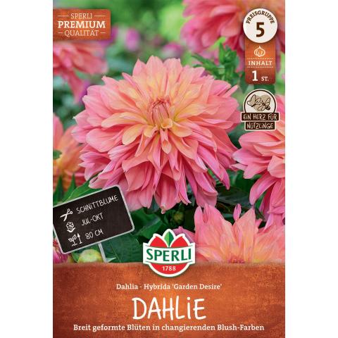 1 Dekorative Dahlie "Garden Desire"