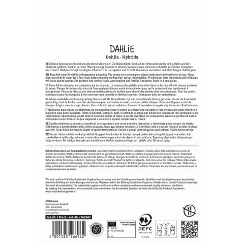 1 Dahlie "Creme de Cognac"