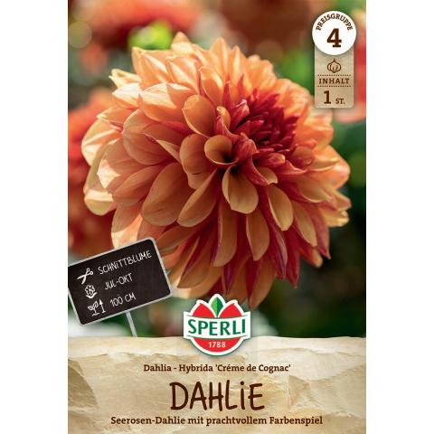1 Dahlie "Creme de Cognac"