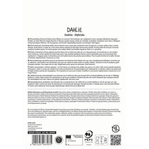 1 Dahlie "Café au Lait"