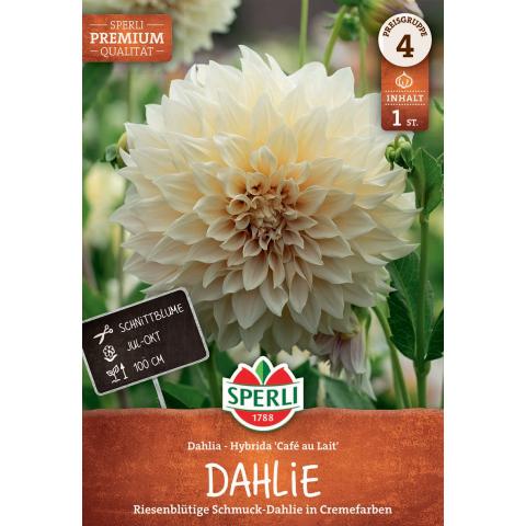 1 Dahlie "Café au Lait"