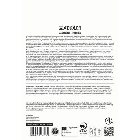 8 Gladiolen "Velvet Rasperry"