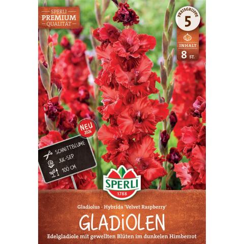 8 Gladiolen "Velvet Rasperry"