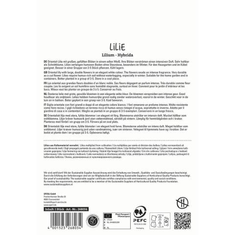 1 Lilie "Polar Star"