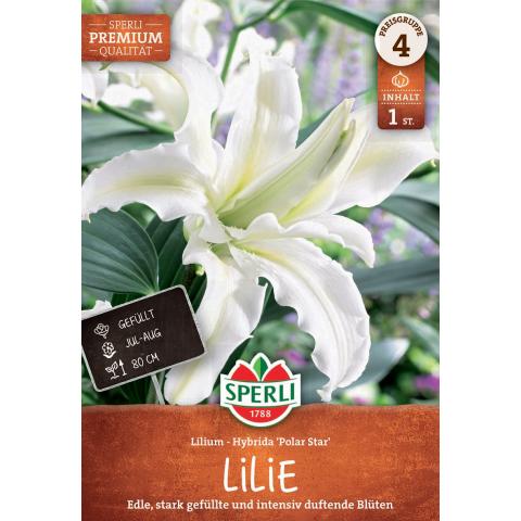 1 Lilie "Polar Star"