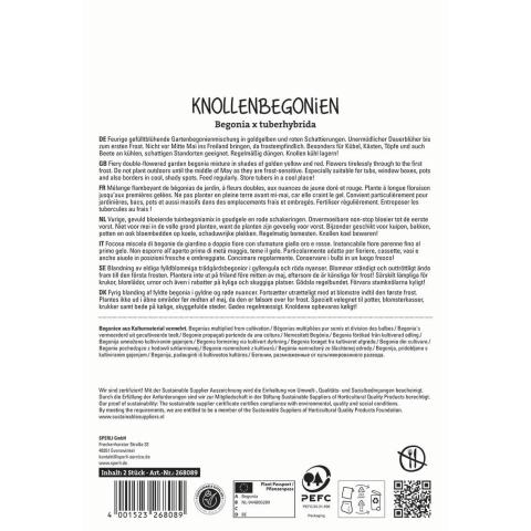 2 Begonien "Golden Balcony Mix"