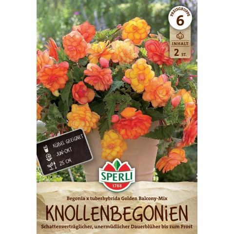 2 Begonien "Golden Balcony Mix"