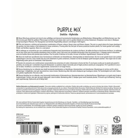 3 Dahlien "Purple Mix"