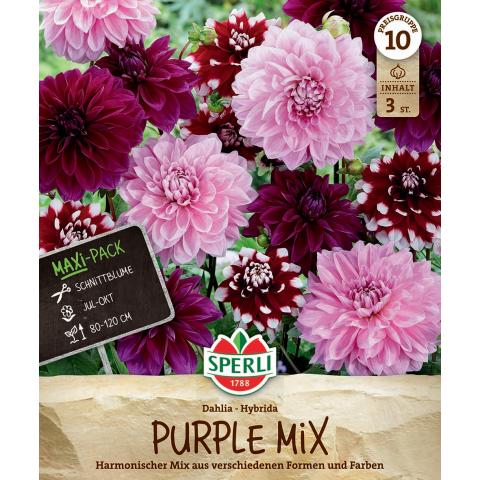 3 Dahlien "Purple Mix"