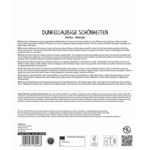 2 Dahlien "Dunkellaubige Schönheiten"