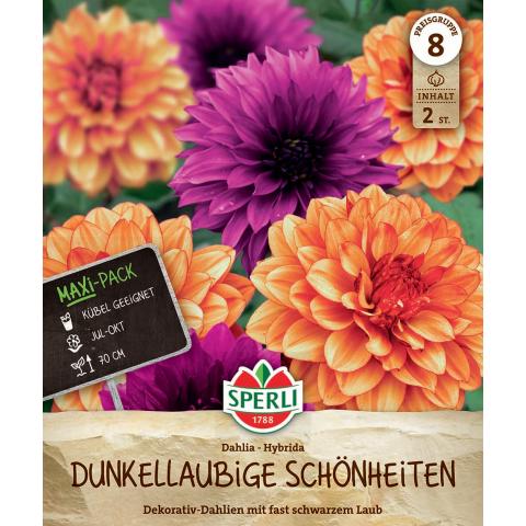 2 Dahlien "Dunkellaubige Schönheiten"