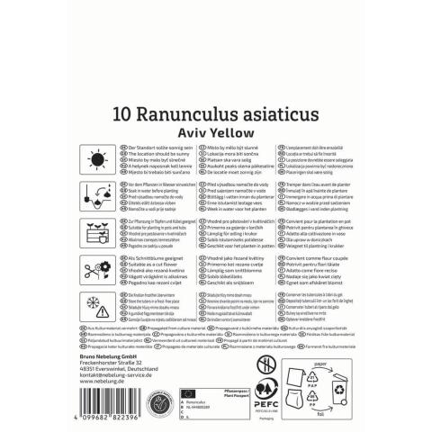 10 Ranunkeln 'Aviv Gelb'