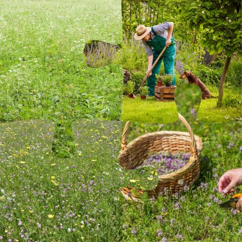 Landschaftsrasen mit Kräutern