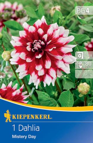 Dahlie Mistery Day (1 St.)