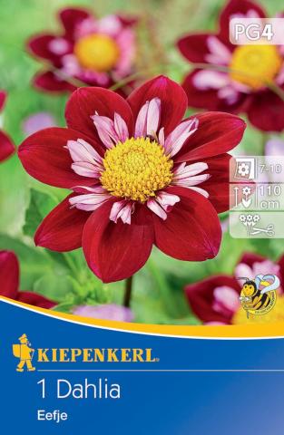 Halskrausen-Dahlie Eefje (1 St) - nützlingsfreundlich