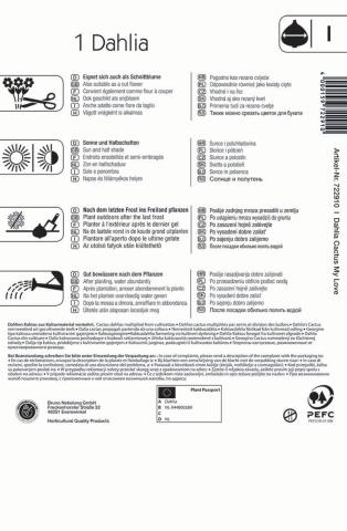 Schneeweiße Kaktus-Dahlie My Love - (1 Knolle je Packung für 1 Pflanzen)