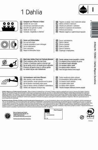 Mignon-Dahlie Sunshine (1 St) - nützlingsfreundlich UND VIELE ANDERE BLUMENZWIEBELN