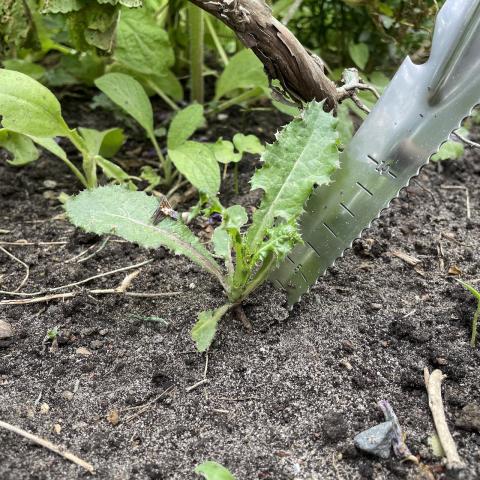 Multifunktionsjäter