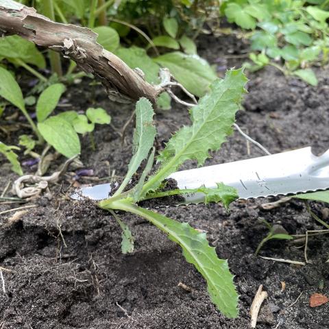 Multifunktionsjäter