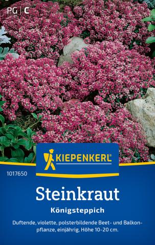 Steinkraut "Königsteppich" violett