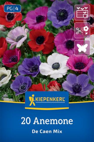 Kronen-Anemonen "De Caen Mischung"