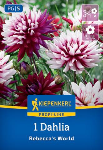 Dekorative Dahlie "Rebecca's World"